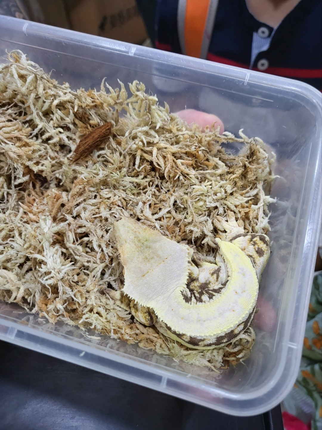 크레스티드 게코