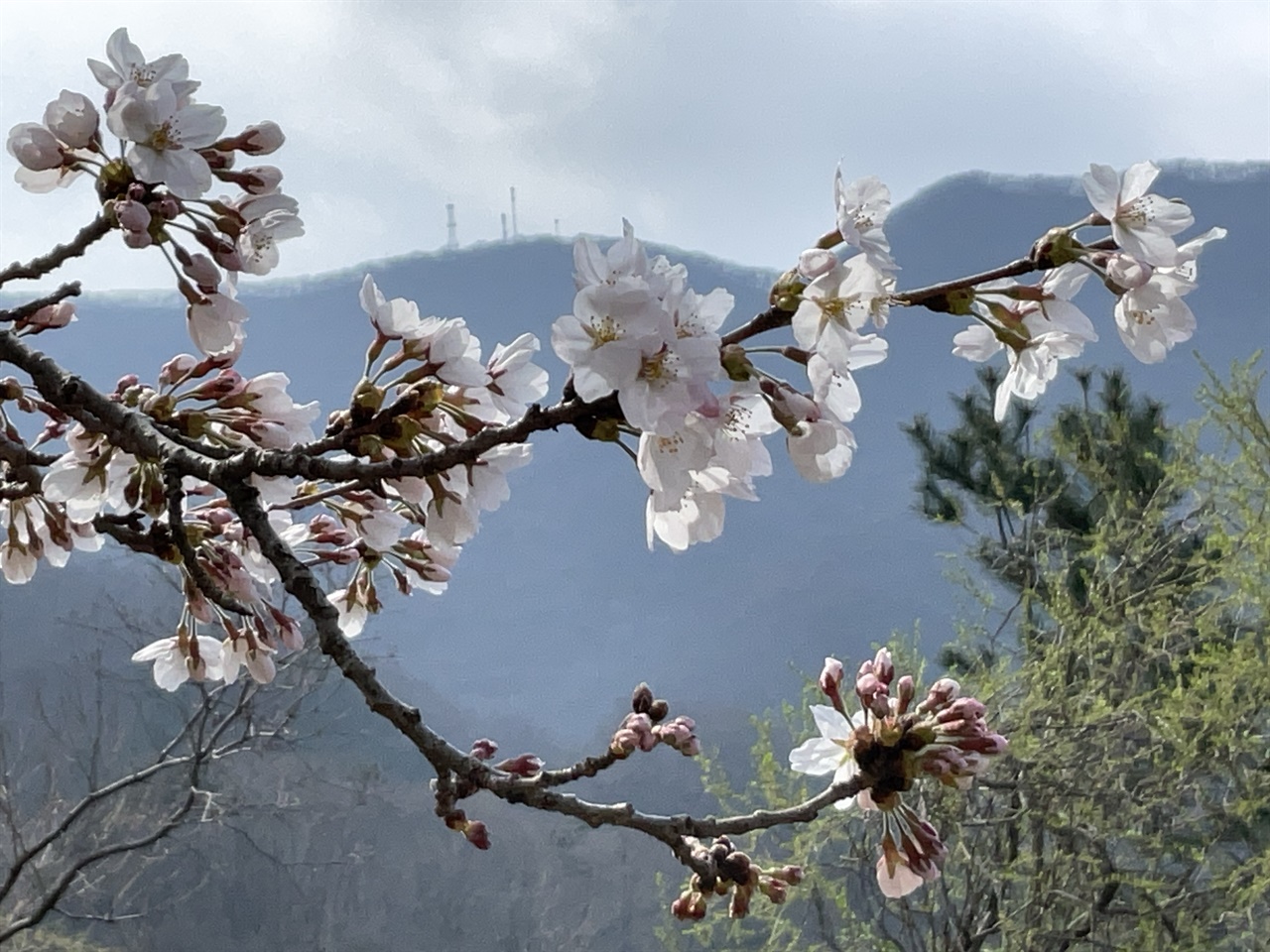 진안-백운면-백장로-서구이재-벚꽃