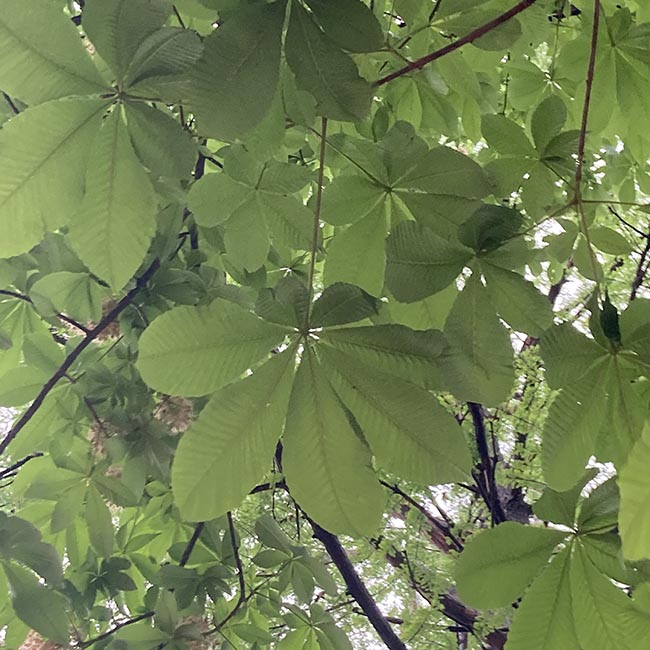 칠엽수 잎