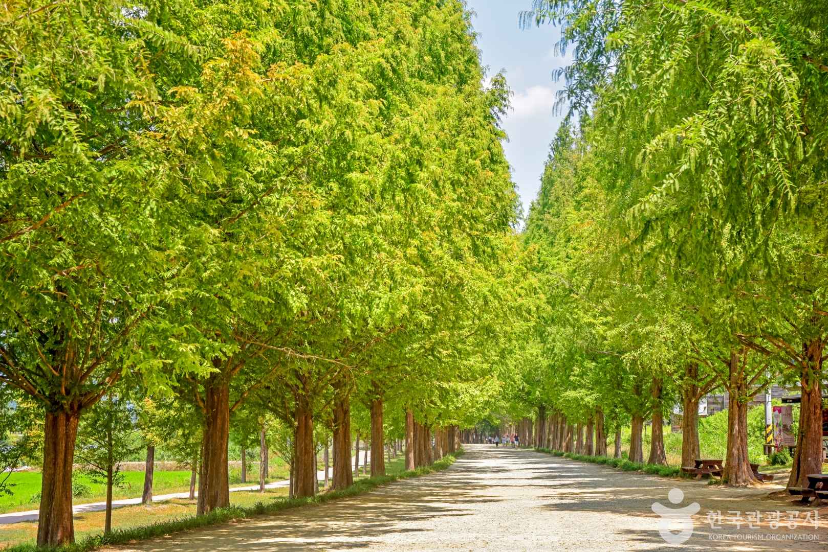 담양 메타세콰이어길