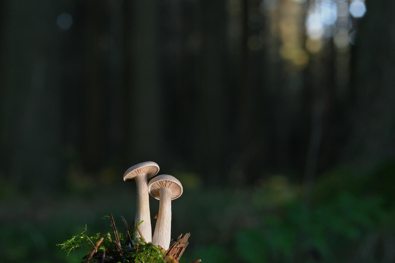 주변 식물을 보호하는 수호 버섯 시스템