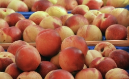 복숭아 보관방법