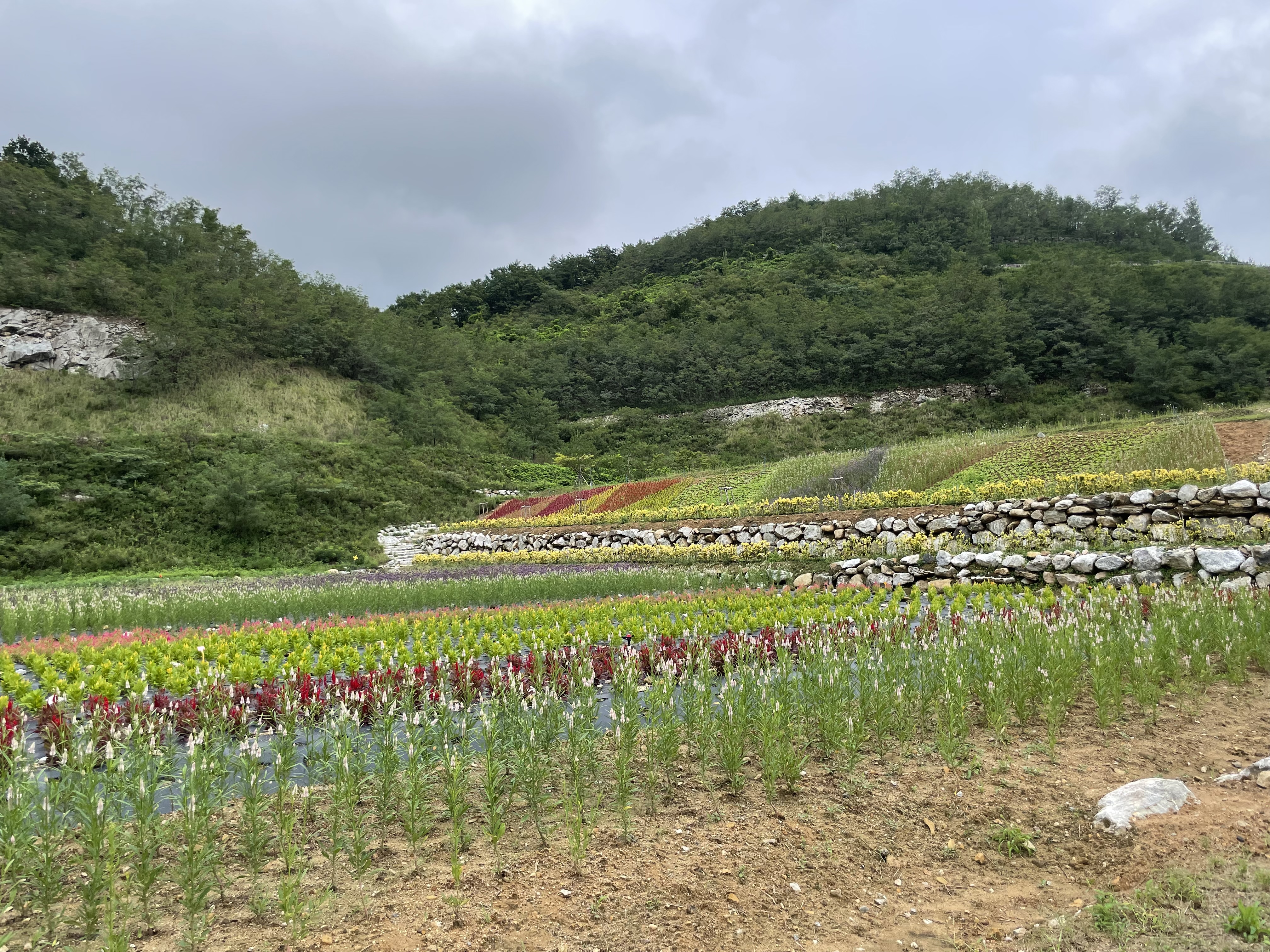 동해 무릉별유천지