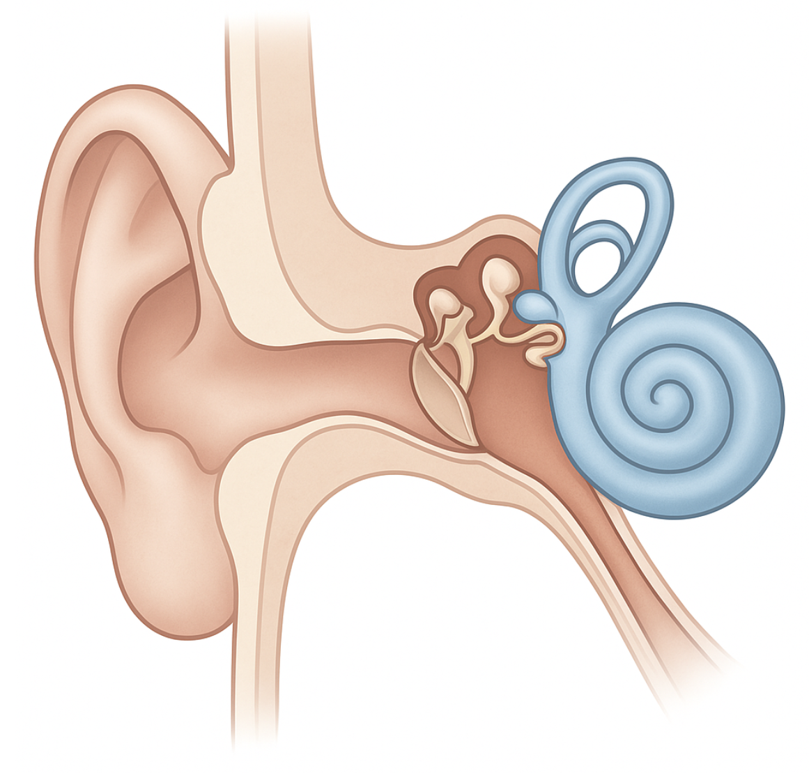이소골 소리전달과 청력보호