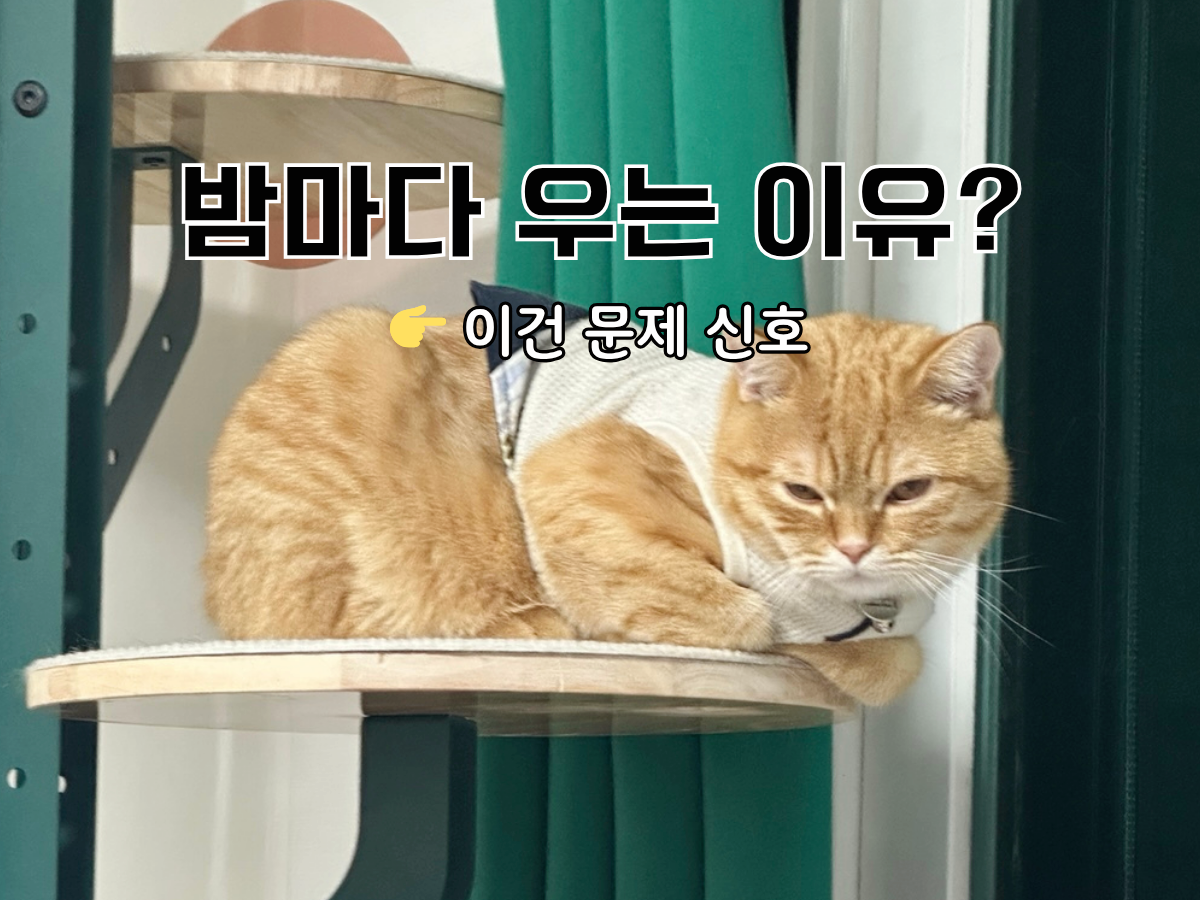 고양이 밤에 우는 이유 원인 해결책 밤울음 발정기 스트레스