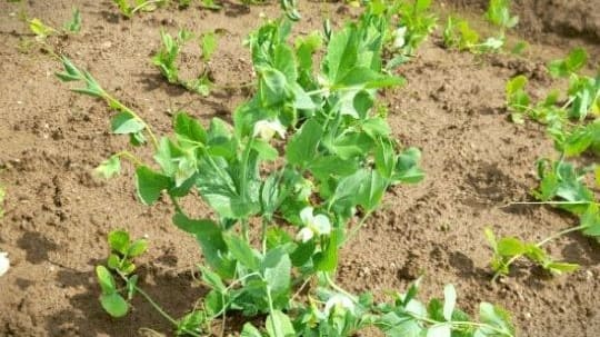 완두콩-재배법-종자-파종시기-수확시기