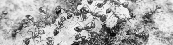 개미 없애는 방법 외 참고 정보: 진딧물 제거방법