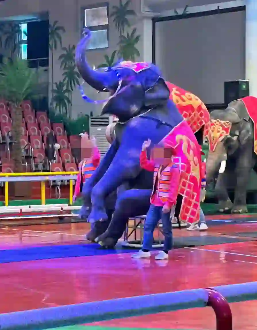 공연중 환하게 웃는 코끼리 사진 입니다. 사람들은 코끼리가 힘들다고 하지만, 저의 눈에는 웃는 모습이 너무 행복해보였습니다.