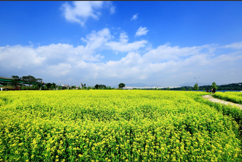 2023.유채꽃 한강예술제.2023년.입장료.가는길.주차장.일정.총정리