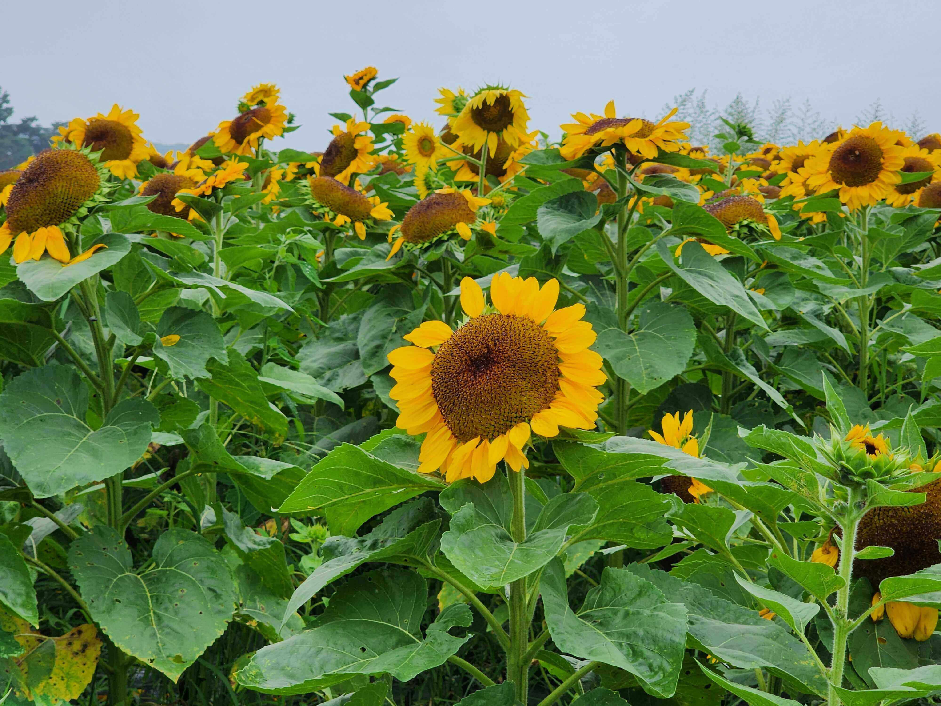 강주해바라기축제