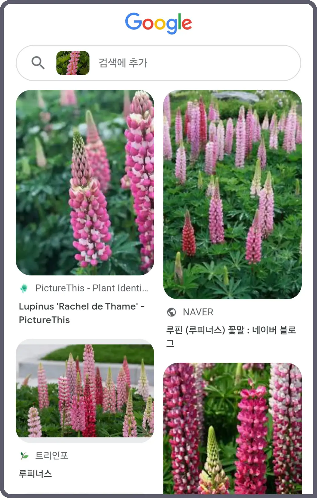 꽃-이름-찾기-방법-검색-어플