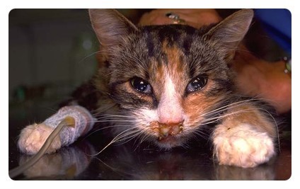 칼리시 바이러스 감염