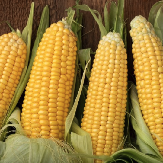 당도선별 초당옥수수 파는 곳 인터넷 택배 주문