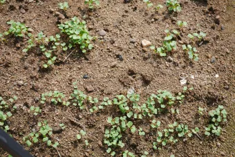 알타리무 파종시기 핵심 포인트_12