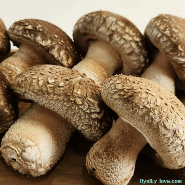 영양소가 풍부한 송화버섯