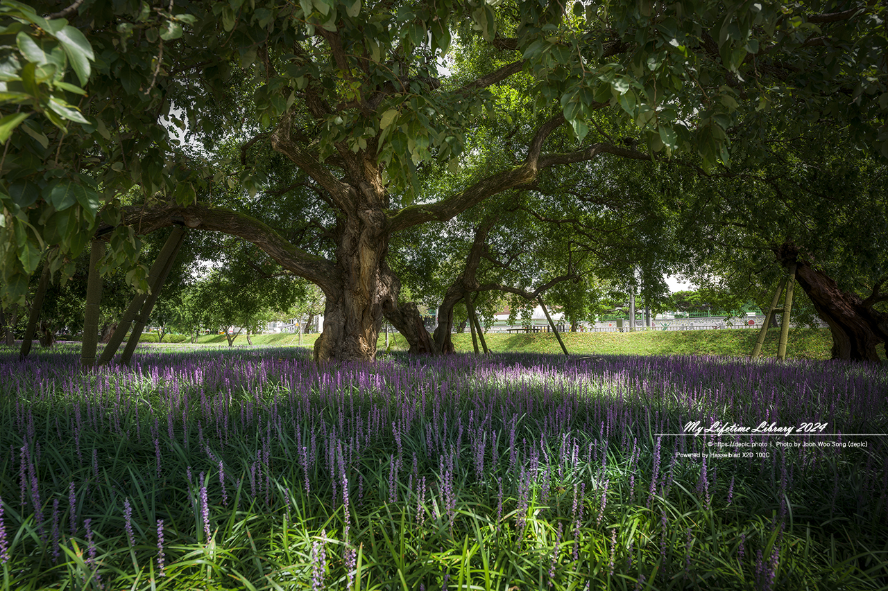 성주 성밖숲 맥문동 여름 나무