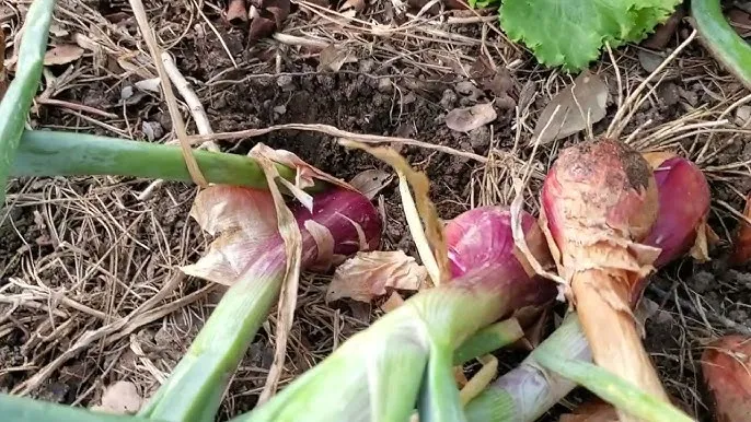 샬롯 재배 모종 씨쪽 나누기 건조 저장 병해 예방_5