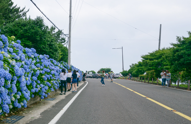 바람의 언덕 신선대 전망대 근처 수국길