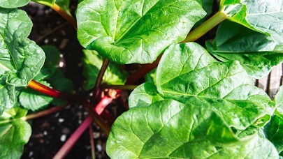 루바브 효능&amp;#44; 갱년기를 책임지는 필수 식품으로 알려져 있습니다.