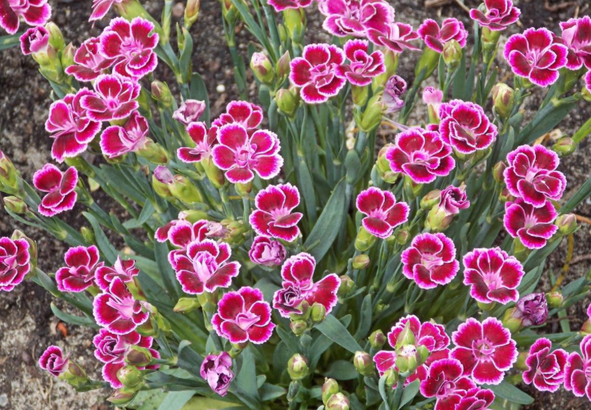 패랭이꽃(Dianthus)
