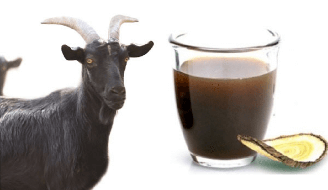 흑염소-한마리-진액