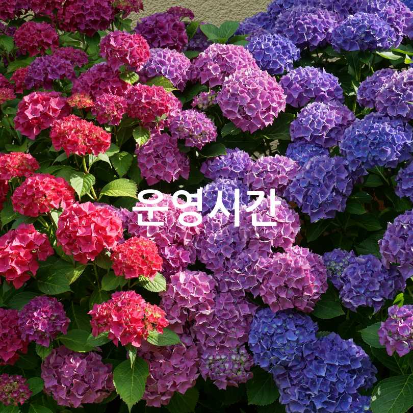 경남 고성 그레이스정원 수국축제