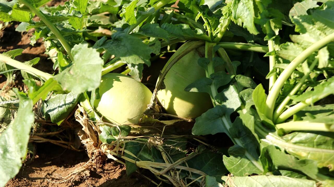 겨울철 면역력 높이는 제철 음식과 효능 TOP 5