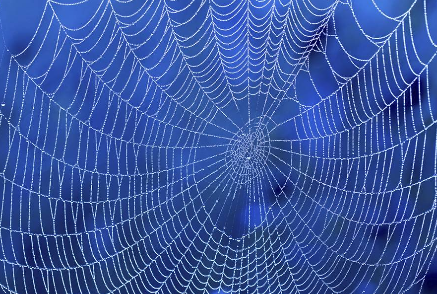 거미줄을 감각기관으로 활용하는 거미에서 배우는 진동 감지 로봇 &ndash; 초정밀 감지 시스템 개발