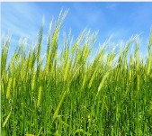 가파도 청보리 축제(2025) 배 시간표 & 주차 완벽가이드 관련 사진