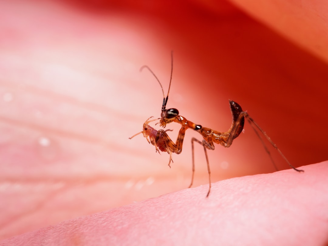 Aphid
