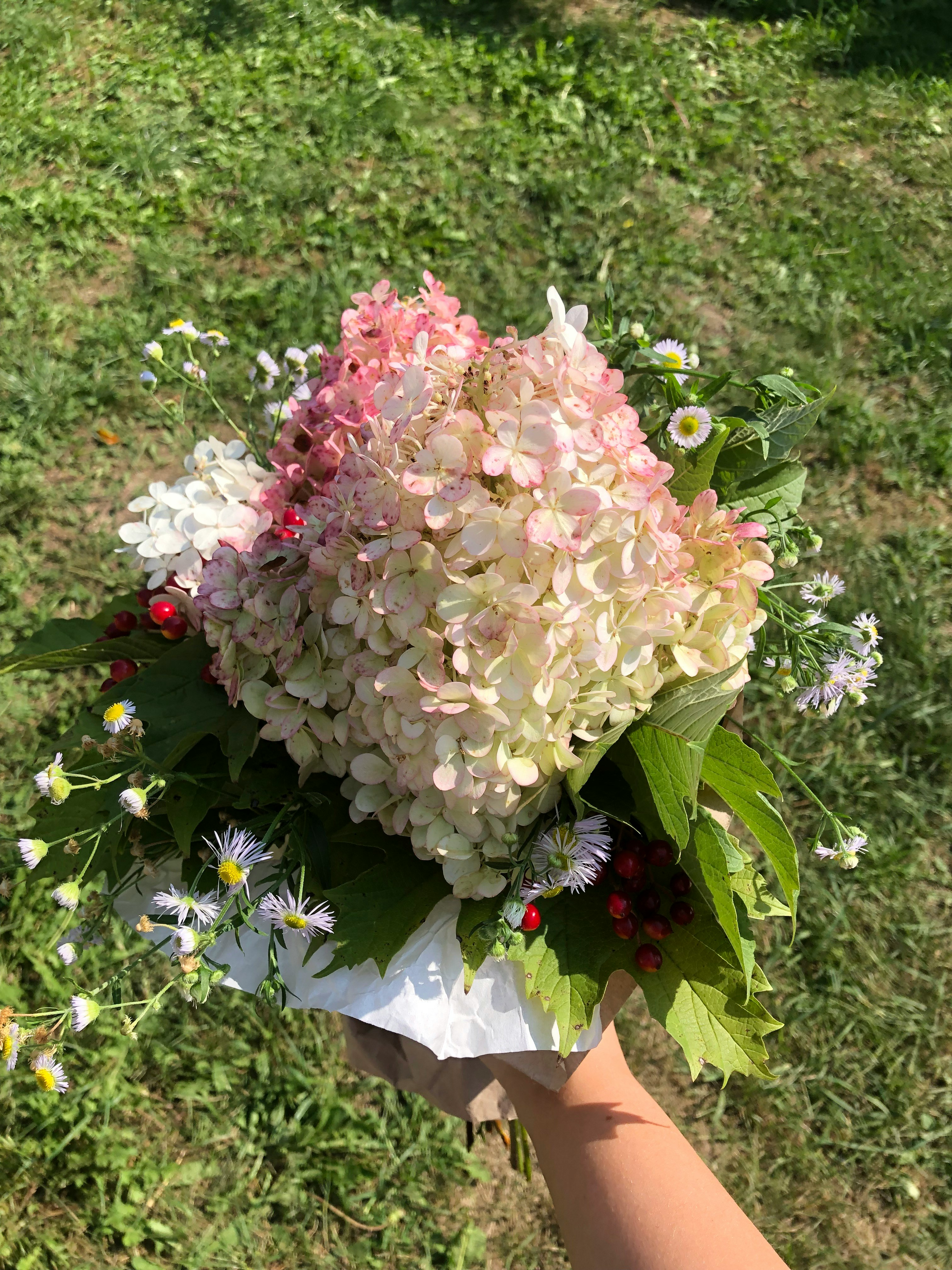 작약 5가지 효능 및 재배법 (+ 모종 판매 꽃말 축제)