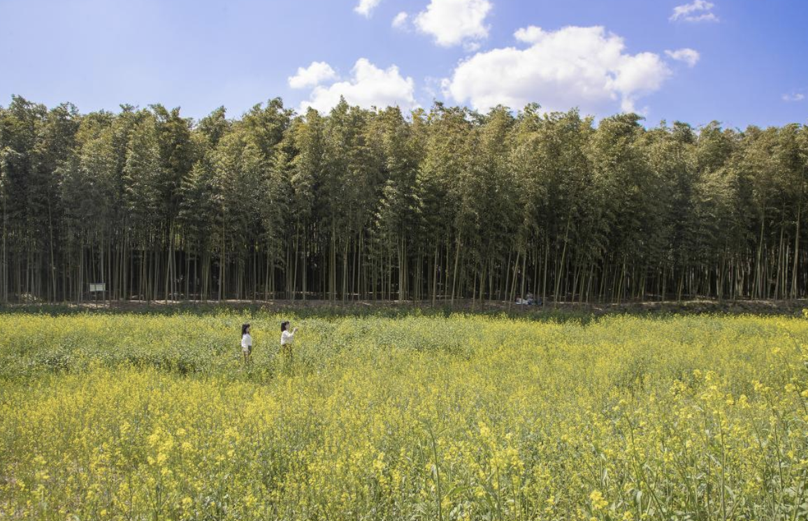 구례300리 벚꽃축제 일정 및 가볼만한 곳 완벽 정리 (2025)