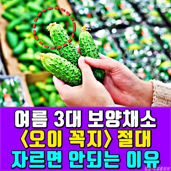 여름 3대 보양채소 오이 꼭지 효능,항암에 좋은 음식,붓기 제거,루테인,전립선,건강