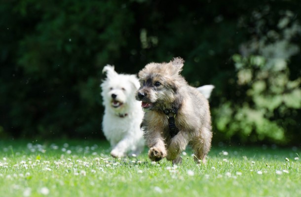 강아지숲 이용안내