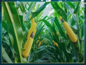 씨앗 저장법 건조 저온 밀봉 발아율 유지 교체 주기_22