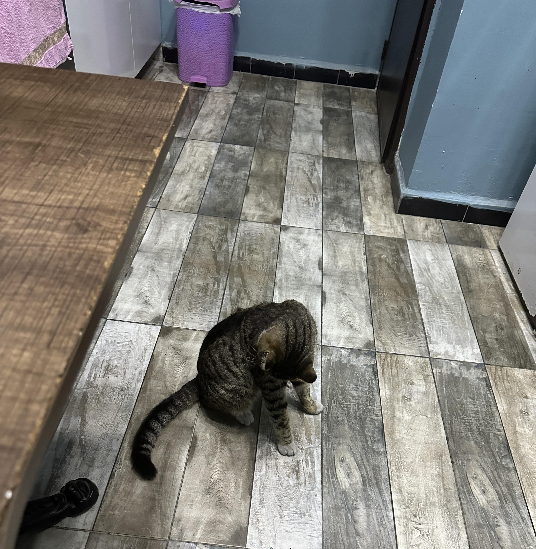호스텔 안 고양이