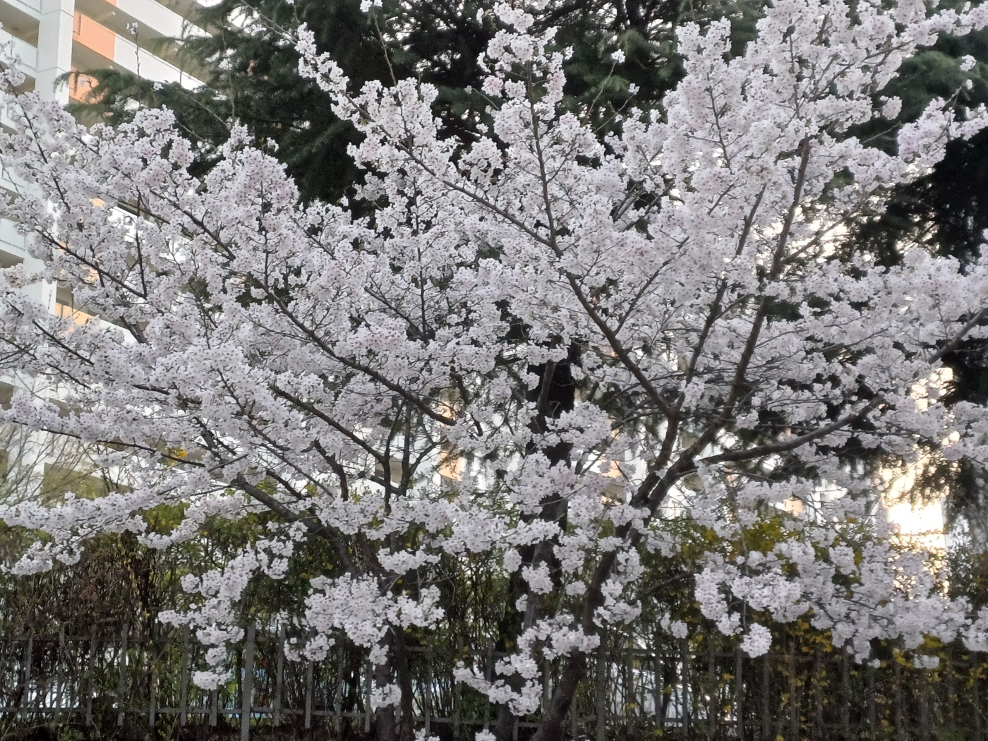 화순벚꽃명소