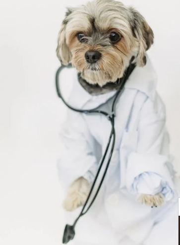 반려견 건강관리 관련 사진