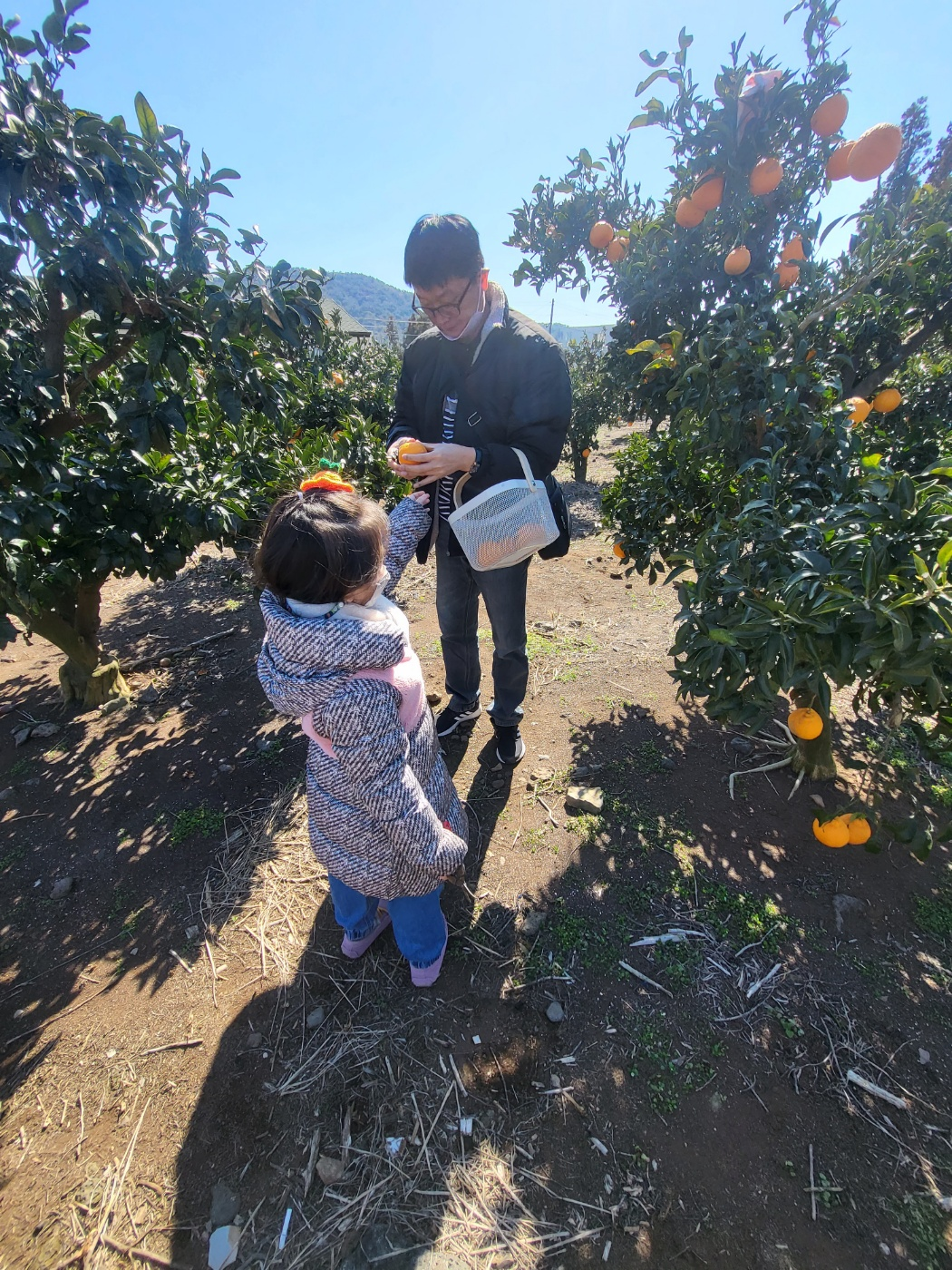 제주도 한라봉 체험&amp;#44; 감귤 체험