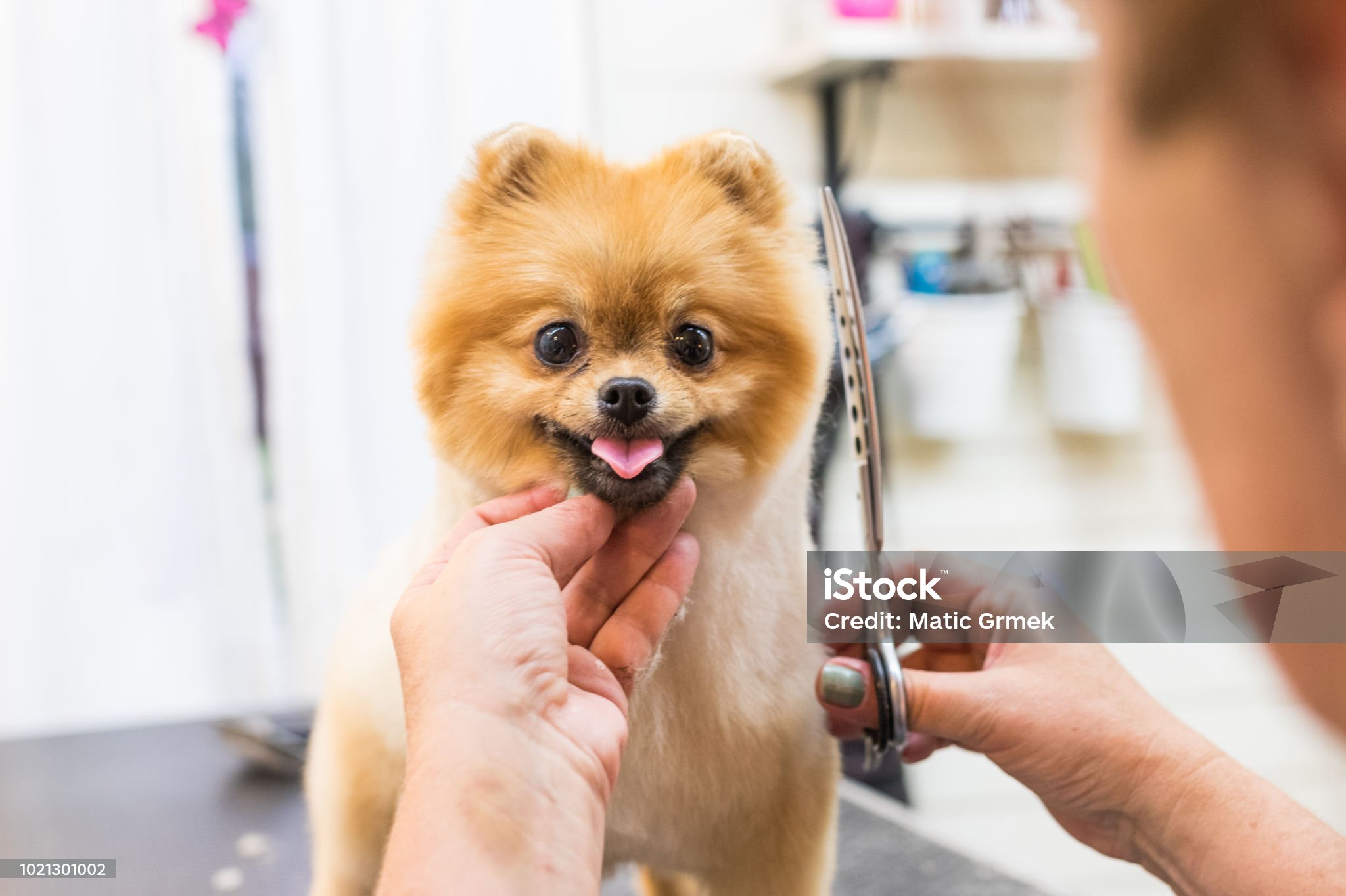 강아지 여름 털 관리