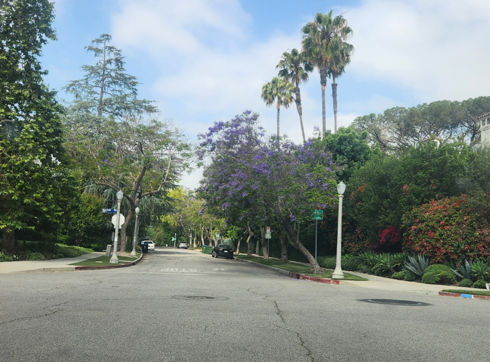 멕시코 팬 팜 (Washingtonia robusta) 이미지