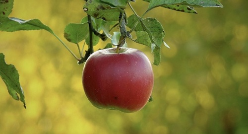 유기농 식단과 일반 식단, 건강 차이는? 에 관련 사진