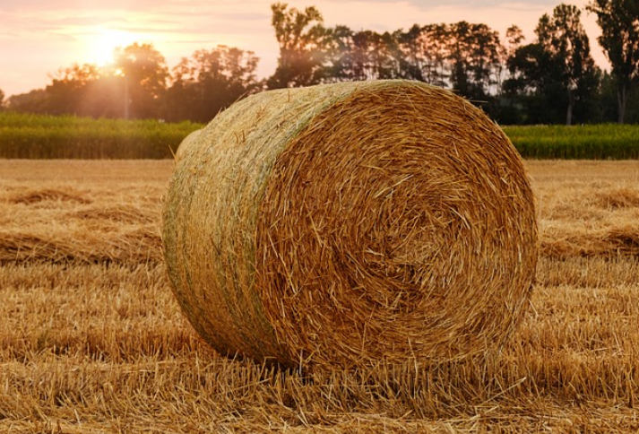 스마트팜 관련 농업 사진