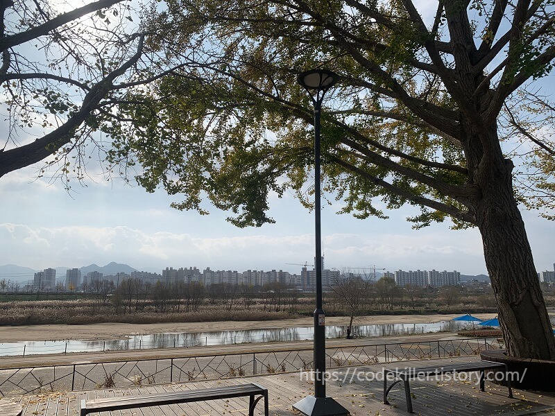 곡교천 은행나무