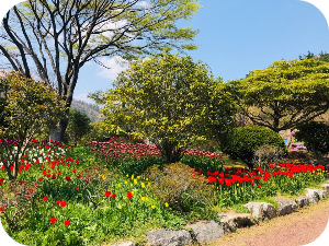 하늘빛수목정원 봄꽃 & 튤립축제 이미지 출처: 하늘빛 수목정원 홈페이지