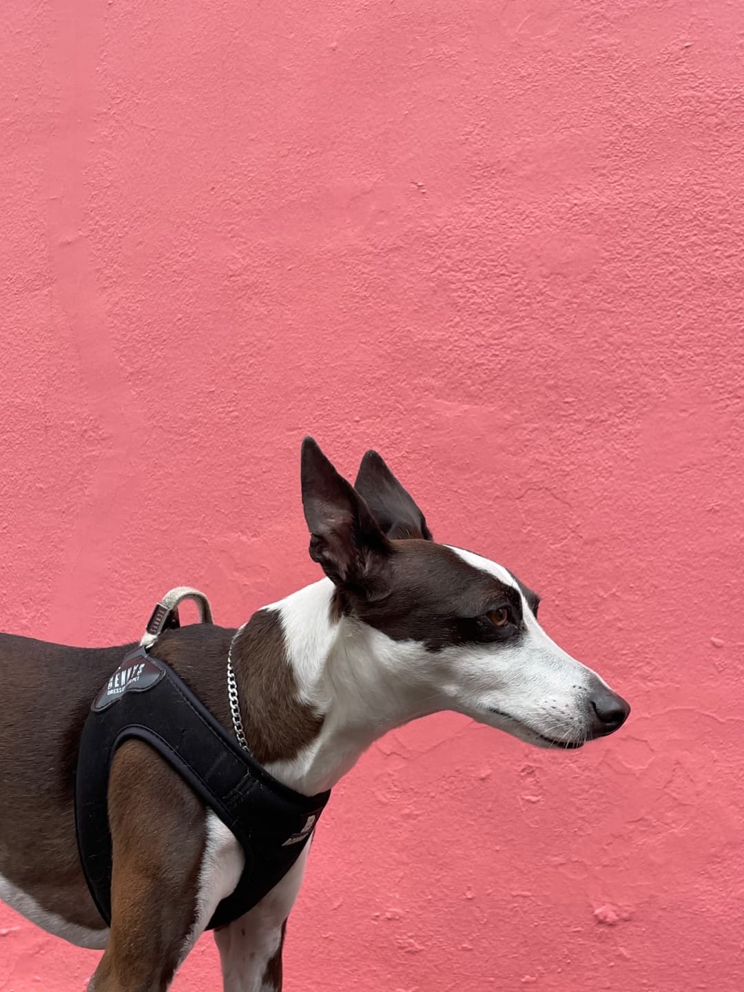 노령견과의 교감: 마음을 치유하는 시간의 가치