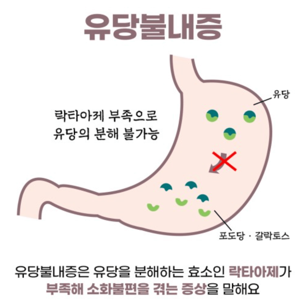 유당불내증 원인