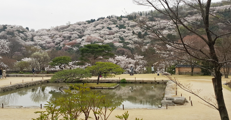분당 중앙공원 벚꽃 사진