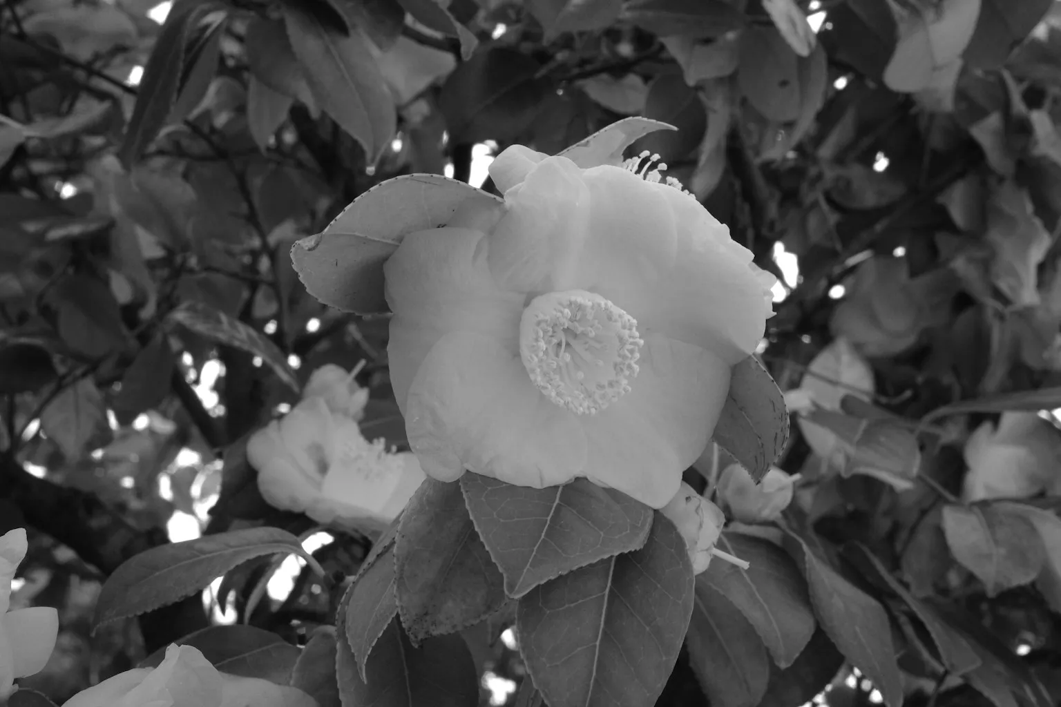 DSLR 카메라 꽃 촬영 접사 거리 합초 요령_3