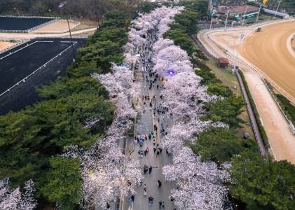 렛츠런파크 야경 벚꽃 축제